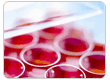 Cell Culture